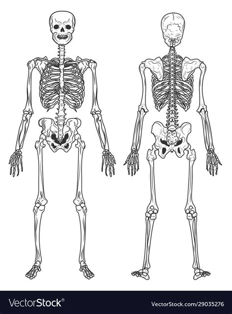 Back and Front of a Skeleton Coloring Page Massage