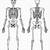 Human Skeleton Diagram Front And Back