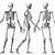 Human Skeleton Drawing Pose