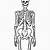 Human Skeleton Drawing Simple