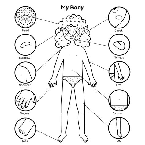 Human Body Coloring Worksheets