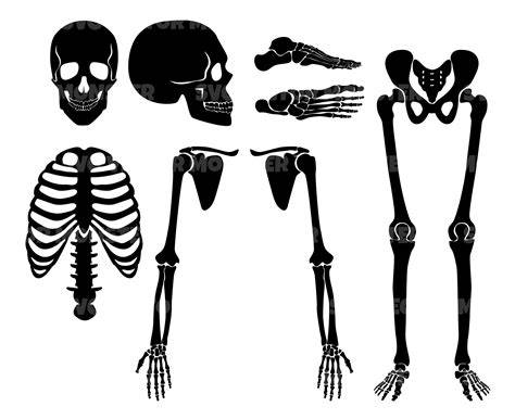 Discover the intricate beauty of Human Bone SVG Vectors: An immaculate way to enrich your medical designs!