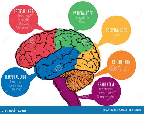 Human Brain: Functions & Key Parts Explained.
