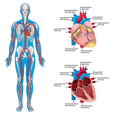 Human Circulation: How Your Body Works.