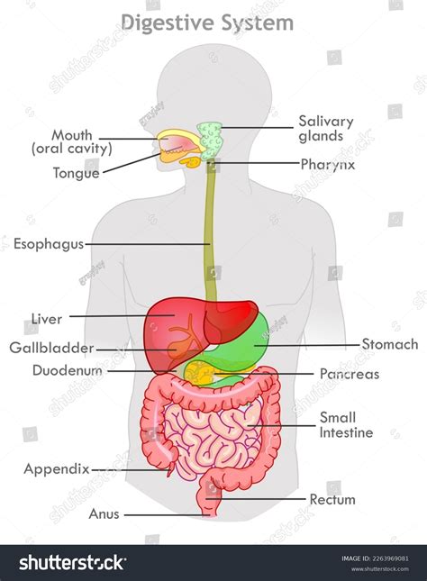 Human Digestive System