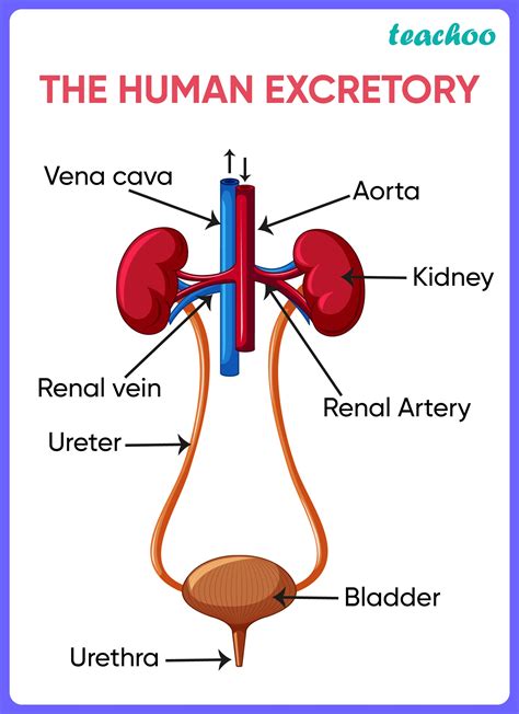 Human Excretory System: Functions & Key Insights.