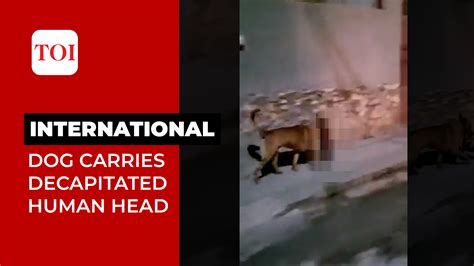 Human Head Dog Viral Video