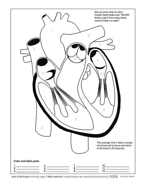 Human Heart Coloring Pages