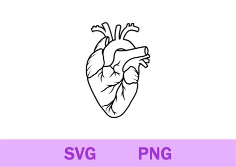 The Beating Heart of Your Design: Captivate Your Audience with Stunning Human Heart SVG Graphics