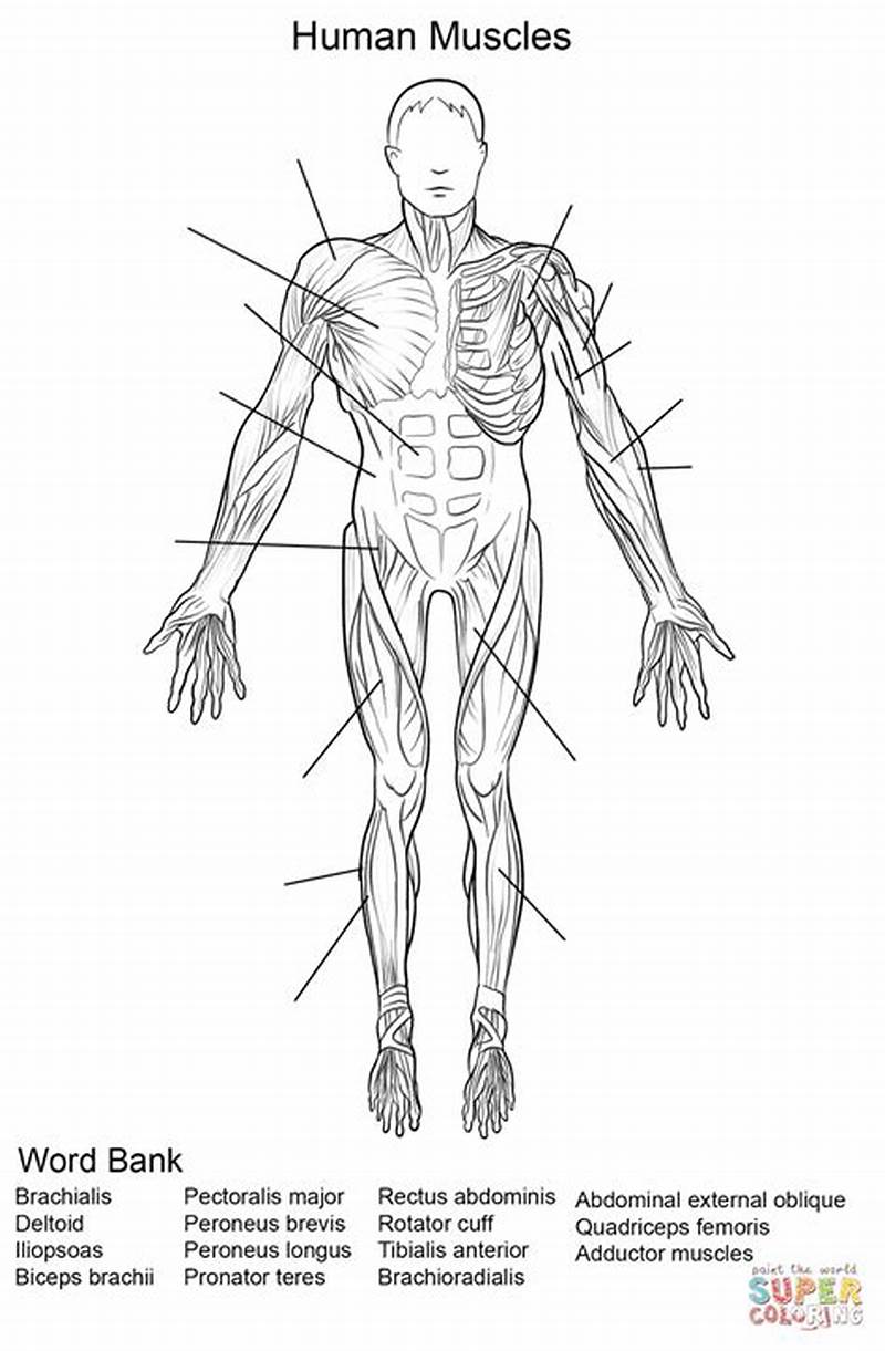 Human Muscles Coloring Worksheet Answer Key