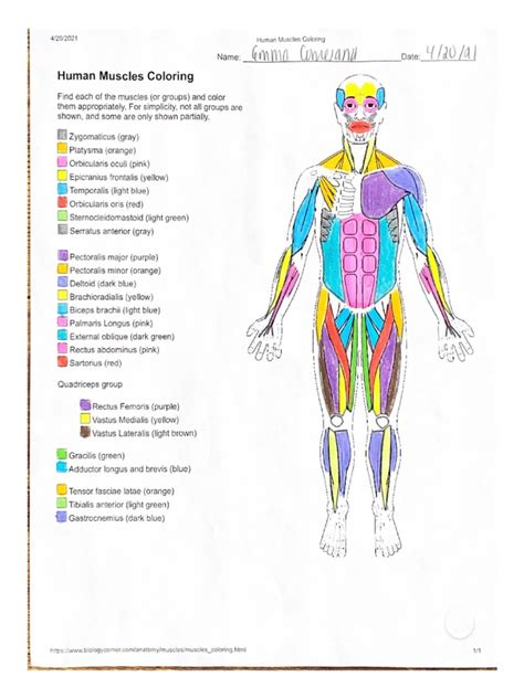 Human Muscles Coloring Worksheet Pdf