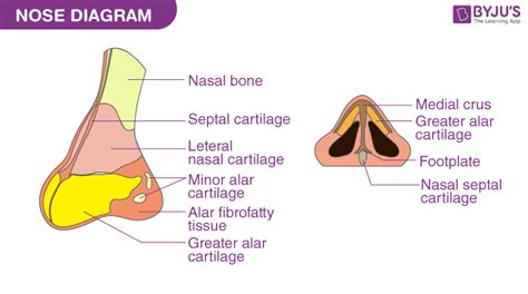 Human Nose: Structure, Function & Health.