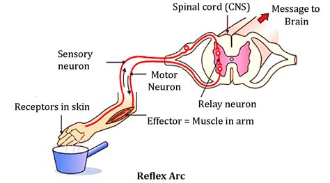 Human Reflexes: How They Keep You Safe.