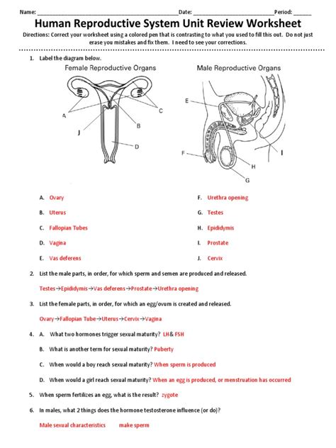 Human Reproductive System Unit Review Worksheet