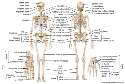 Human Skeleton: Anatomy, Function & Facts