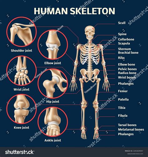 Human Skeleton Anatomy