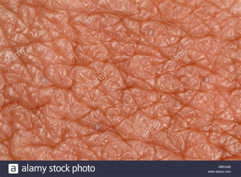 Unveiling the Wonders of the Epidermis: A Mesmerizing Close-Up of Human Skin