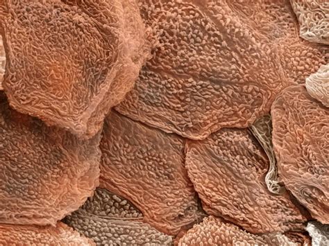 The Astonishing Reality of Examining Human Skin: Unveiling Hidden Wonders Under a Microscope