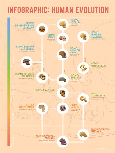 Human Evolution Timeline