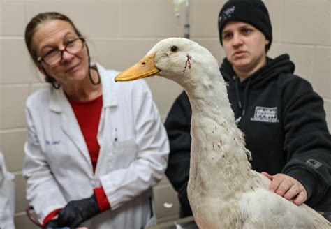 Humane Duck Care