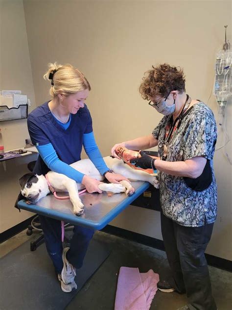 Humane Trapping (If needed) and Vet Visits