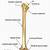 Humerus Bone Anatomy