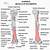 Humerus Muscle Anatomy