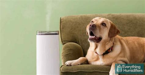 Top Humidifiers Your Pooch Will Love: The Solution to Dog Itchy Skin!