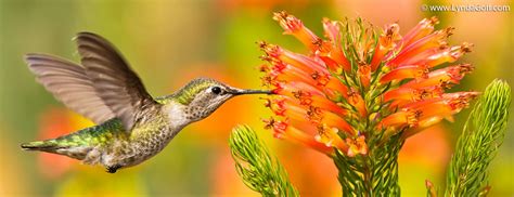 Hummingbird Health