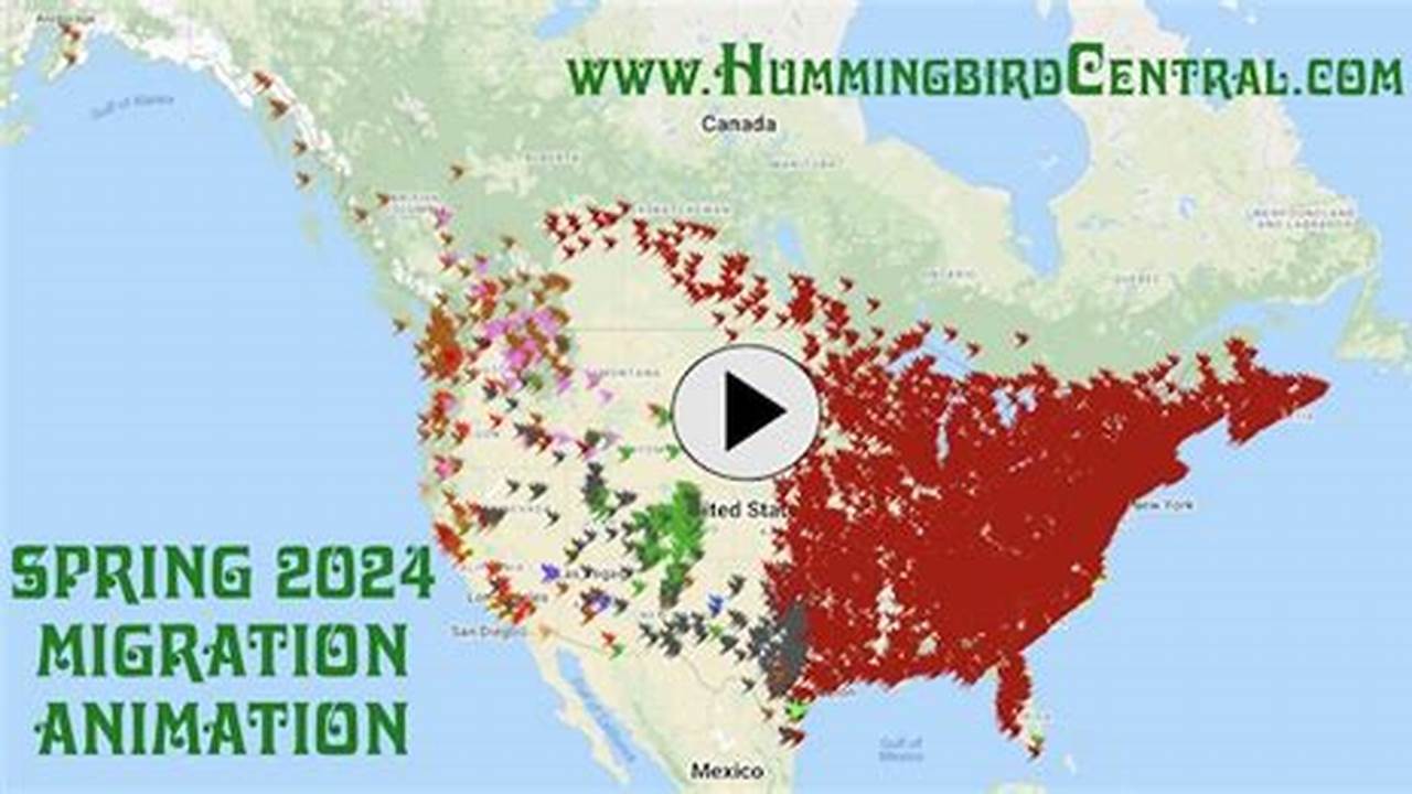 Hummingbird Migration 2024 Colorado Map