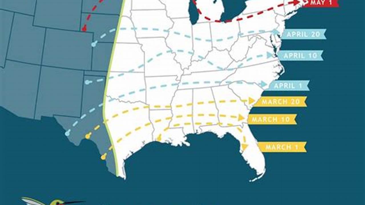 Hummingbird Migration Spring 2024 Usa