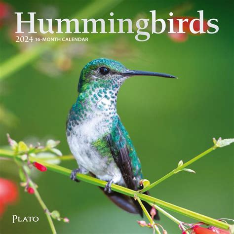 Hummingbird Calendar 2024