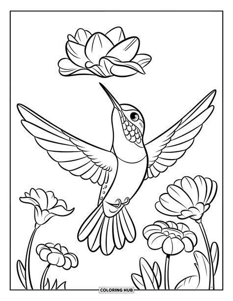Hummingbird Color Pages