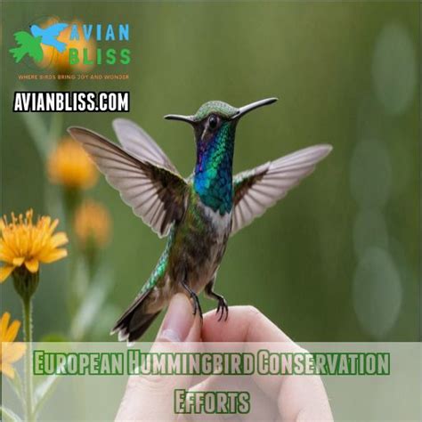 Hummingbird Conservation