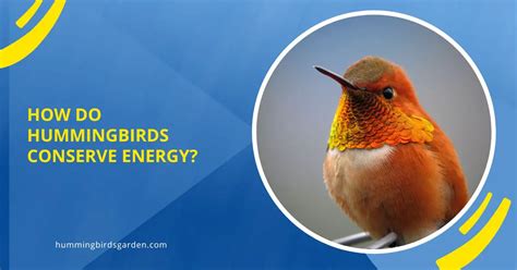 Hummingbird Energy Efficiency