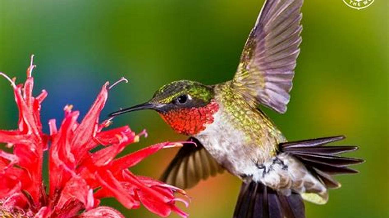 Hummingbirds 2025 Calendar Calculator Program