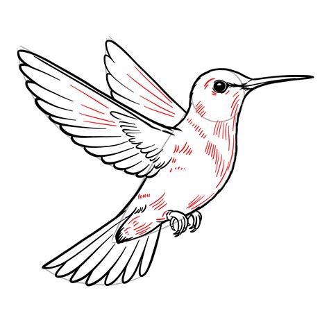 Download Hummingbirds Easy Edite