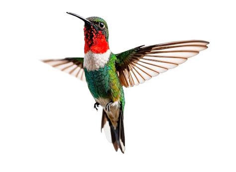 Download Hummingbirds Files Free PSD Mockups
