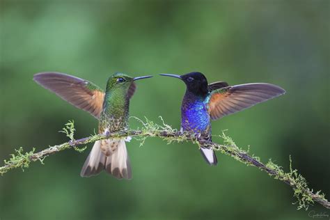 Download Hummingbirds Images