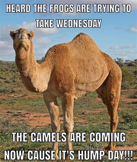 Hump Day Humor