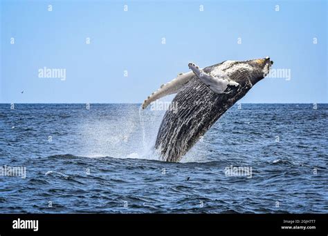 Humpback Whale Breaches