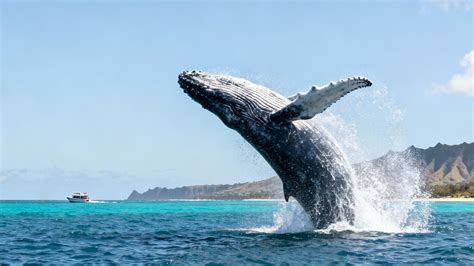 Humpback Whale Oahu