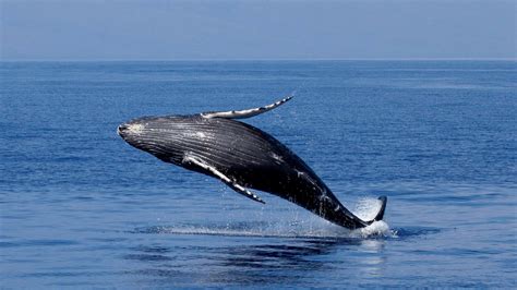 Humpback Whale Research