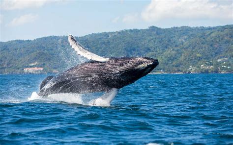 Humpback Whale Samana