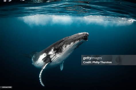 Humpback Whale Swimming