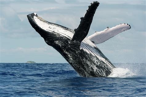 Humpback whales breaching
