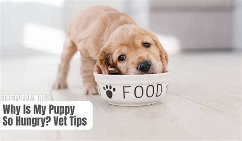 Hungry Puppy