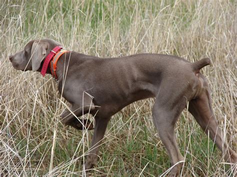 HUNTING DOGS FOR SALE Gun dogs, Bird Dogs, Field Dogs and Sporting Dogs.