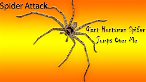 Huntsman Spider Jump Scare