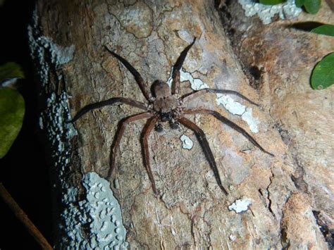 Huntsman Spider Puerto Rico